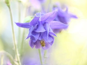 Colourfull Flowers, columbine, Violet