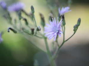 Colourfull Flowers, endive, Violet