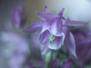 columbine, Violet, Colourfull Flowers, graphics