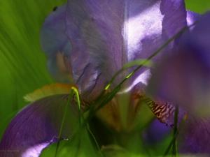 Colourfull Flowers, iris, Violet