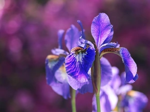 iris, Colourfull Flowers, Violet