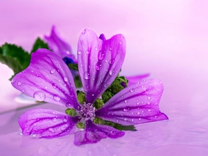 Mallow, Colourfull Flowers, Violet