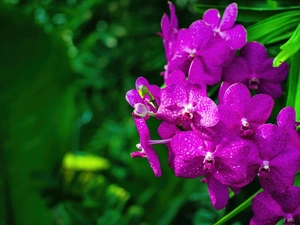 orchid, Colourfull Flowers, Violet