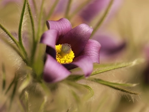 Colourfull Flowers, pasque, Violet