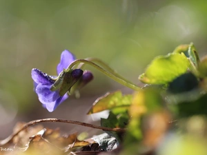 Colourfull Flowers, violet, Violet