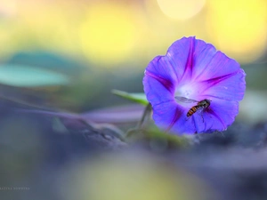 Violet, bindweed, wasp, Colourfull Flowers