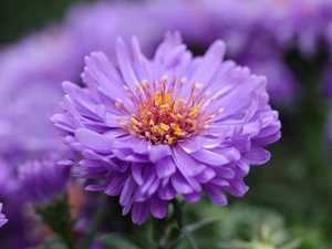 flower, Aster, rapprochement, Violet