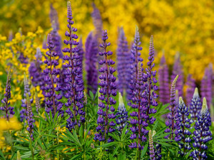 Flowers, lupine, blur, Violet