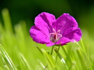 Violet, Colourfull Flowers