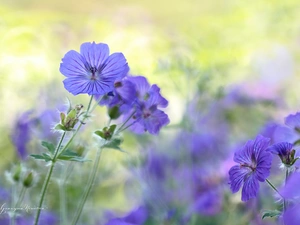 Colourfull Flowers, geranium, Violet