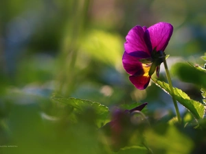 Colourfull Flowers, pansy, Violet