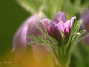 Colourfull Flowers, pasque, Violet