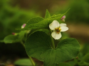 Colourfull Flowers, White, violet