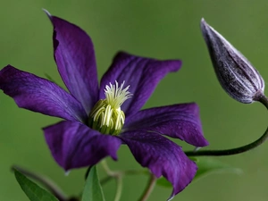 Violet, Colourfull Flowers