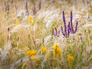 Flowers, lavender, grass, Violet