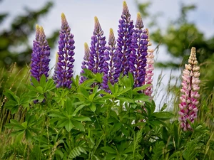 Flowers, Pink, lupine, Violet