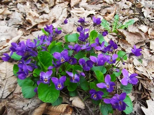 violet, fragrant