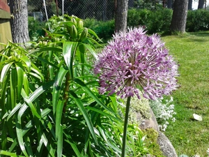 green grass, garlic, Violet