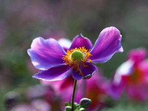 Colourfull Flowers, Japanese anemone, Violet