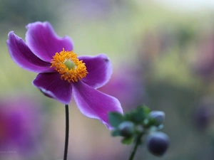 Colourfull Flowers, Japanese anemone, Violet