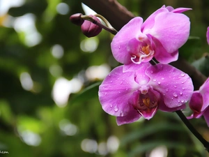 Violet, orchid, orchid