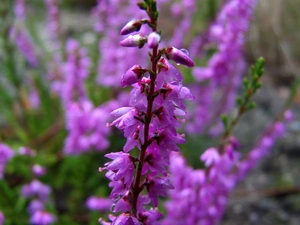 Violet, Heather ordinary