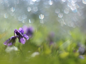 Colourfull Flowers, Viola odorata, Violet