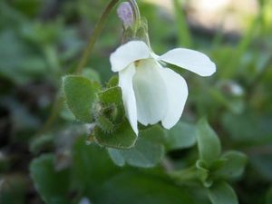 White, violet