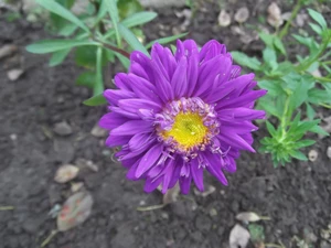 Violet, zinnia