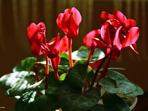 Red, Cyclamen