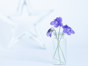 fragrant violets, bottle, starfish, Glass