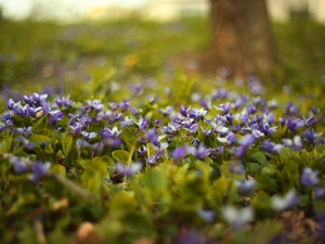 fragrant violets, change, Flowers, purple