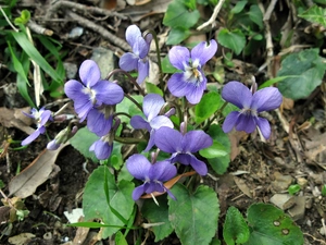clump, Fragrant, blur, violets