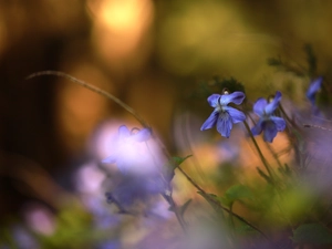 Flowers, Blue, fragrant violets