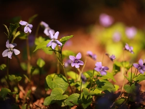 Flowers, lilac, fragrant violets