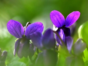 fragrant violets, Flowers, flakes, purple