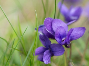 fragrant violets, Flowers, grass, purple