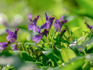 fragrant violets, Flowers, rapprochement, purple