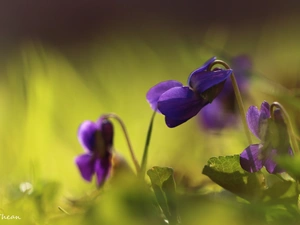 fragrant violets, Flowers, Spring, purple