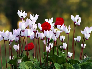 Violets, Red, Flowers