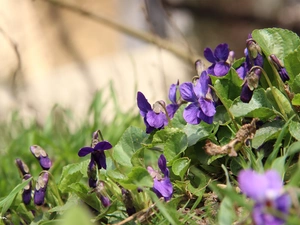 Violets, fragrant