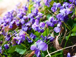 Leaf, Flowers, fragrant violets