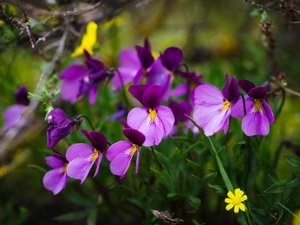 Violets, Flowers, purple