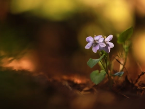 Two cars, fragrant violets, Flowers, purple