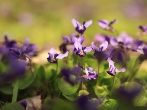 fragrant violets, purple, Flowers, illuminated