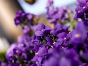 purple, Violets