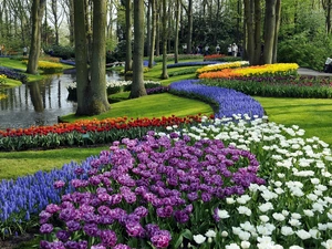 flourishing, Park, Muscari, walkers, Tulips, brook