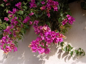 Bush, Bougainvillea, wall, Pink