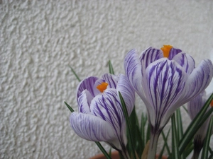 crocus, wall