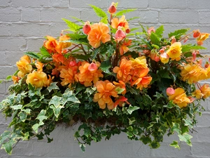 ivy, wall, Orange, Begonias, Flowers